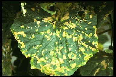 きゅうりの育て方！うどんこ病やべと病の対策！病気でも食べられる 